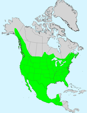 North America species range map for Conyza canadensis: Click image for full size map.